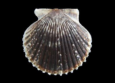 Argopecten irradians concentricus